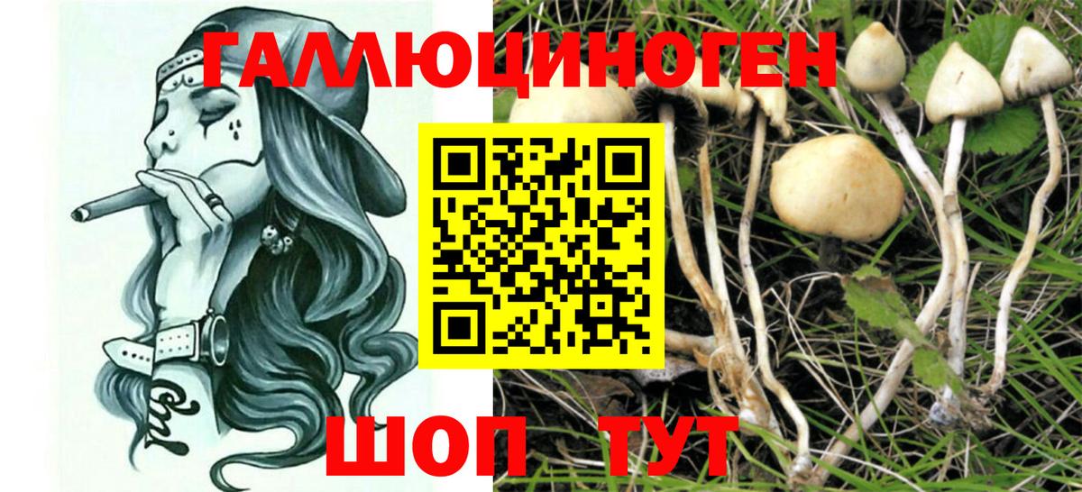 Галлюциногенные грибы MAGIC MUSHROOMS Курчалой